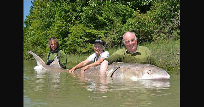 Tay không bắt được cá nặng 500 kg là chuyện có thật của ông Michael Snell, 65 tuổi người Anh vào năm 2012. Con cá này là cá tầm trắng lớn nhất từng được bắt tại Bắc Mỹ. Nó dài 3,7 mét.